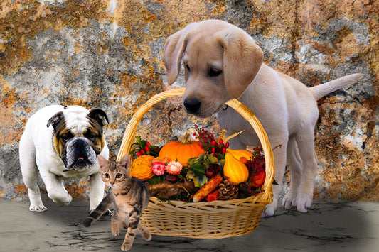 Safe and Delicious Thanksgiving Treats for Your Pets