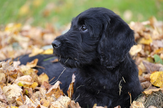 Autumn's Arrival: Unraveling the Disruptive Dance of Back-to-School Season on Your Dog's Routine