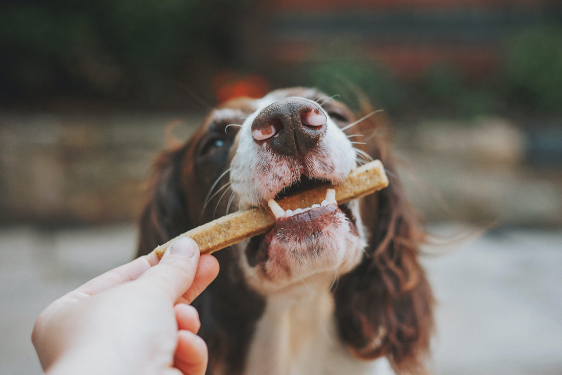 Digestive Delights: Exploring the Benefits of CBD Dog Treats for Digestive Health