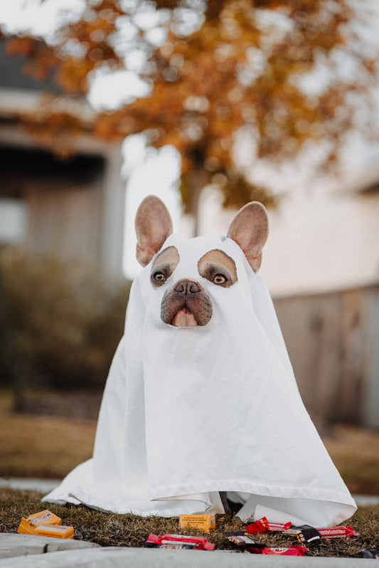 Howl-o-Ween Tips and Tricks!