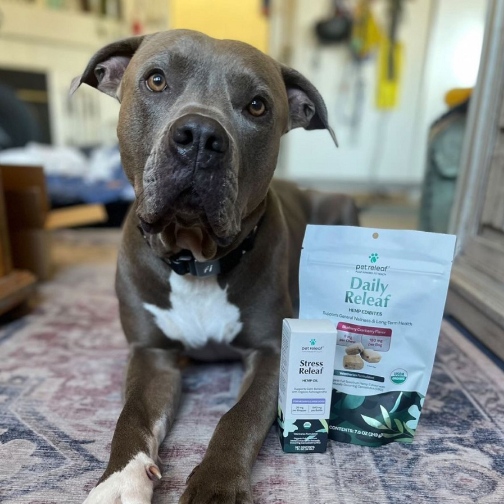 USDA Organic Stress Releaf 600mg CBD Oil For Medium & Large Dogs CBD Oil