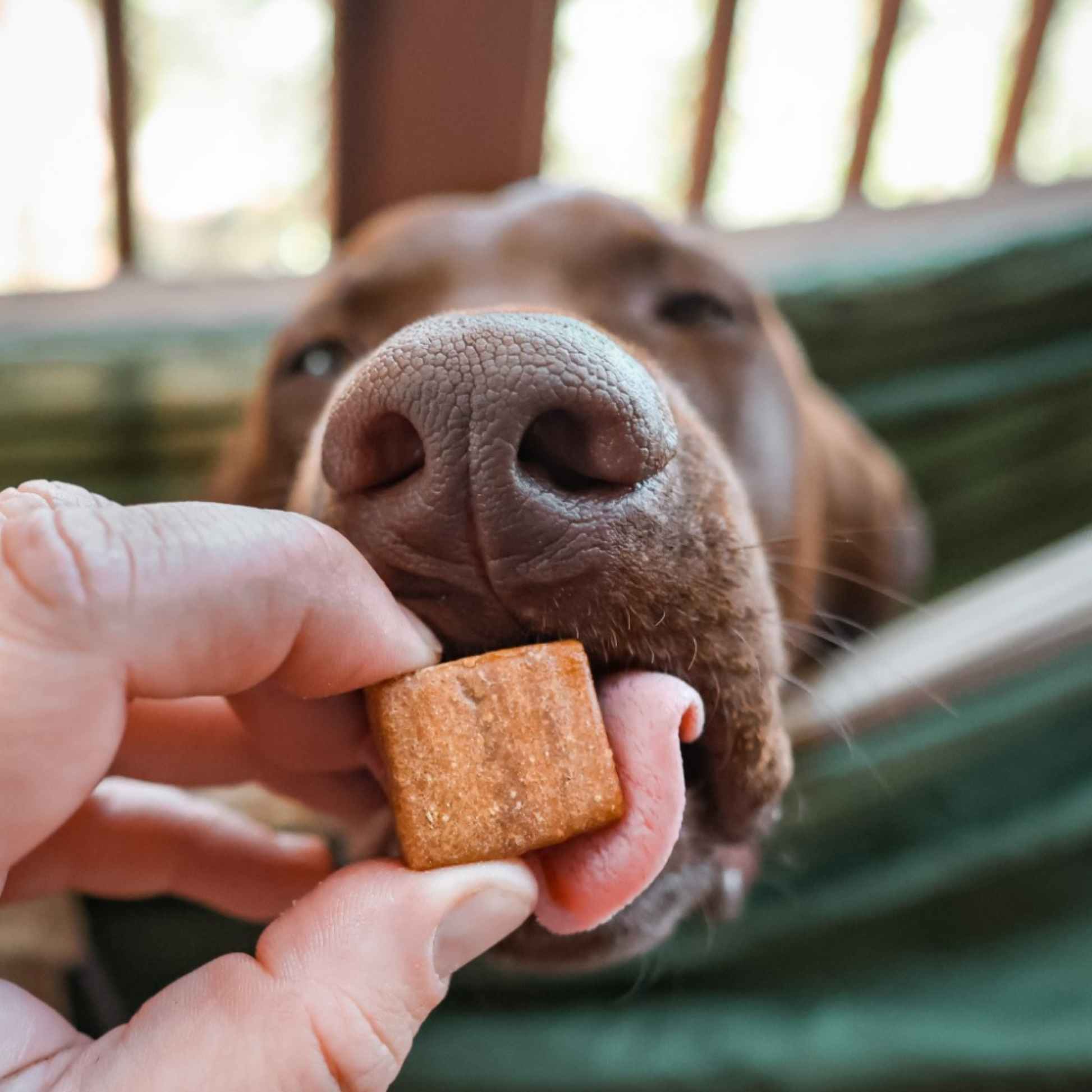 Stress Releaf CBD Edibites For M/L Dogs – Peanut Butter CBD Chew